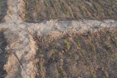 Ungenutzte Fläche die schon bearbeitet wurde und somit wieder Nutzbar ist.