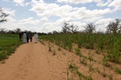Uns wird die Umgebung gezeigt. Rechts befindet sich ein Hirsefeld, links bekommen die Ziegen und Esel ihren Auslauf.