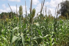 Auch das ist Hirse. Sieht anders aus, schmeckt aber gleich und ist das gleiche Getreide.