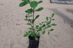 Das ist ein kleiner Mangobaum. Wir haben es der Kommune in Patar für die ökologische Landwirtschaft mitgebracht.