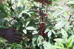 Die wunderbare Pflanze Hibiskus, oder wie sie hier genannt wird, Mbissap, leuchtet rot und ist ein Traum für die Nase.