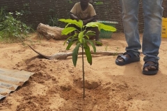 Die erste von uns mitgebrachte Zitronenpflanze hat ihr zu Hause gefunden.