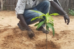 Abdou vollendet die Einpflanzung.