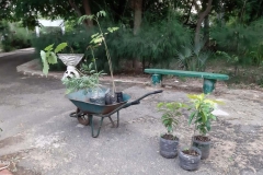 Nach längerem Umschauen, waren wir uns einig, welche Pflanzen wir mitnehmen: Papaja, Mango, Zitronengras und Bäume, die den Boden düngen.