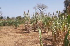 Ende Oktober ist Erntezeit. Eben noch überall grün, ist jetzt schnell wieder nur Sand zu sehen