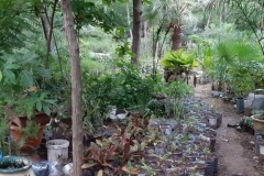 In der ökologischen Landwirtschaft, schauen wir uns die Pflanzen an, die uns zur Verfügung stehen.