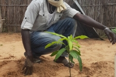 Der erste Mangobaum wird eingepflanzt.
