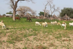Viele Felder können aufgrund des Wassermangels nicht genutzt werden. Ein Teil von Ihnen dient den Tieren für ihren Auslauf.