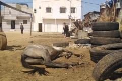 Die Hitze macht auch den Pferden sehr  zu schaffen.