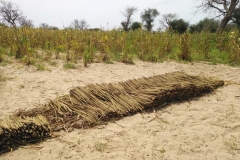 Diesem Feld steht die Ernte an. Es wurde bereits begonnen.