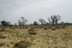 Die Erntezeit ist da. Die Felder sahen eben noch schön grün aus und schnell ist nur noch Sand zu sehen.