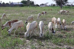 Die Ziegen sind in Senegal die beliebtesten Haustiere, wie bei uns die Hunde und Katzen.