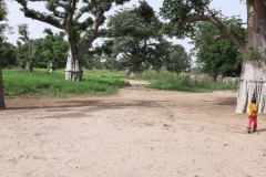 Diese wahnsinnig großen und dicken Bäume sind Baobab-Bäume, oder wie sie auch genannt werden »Affenbrotbaum«.