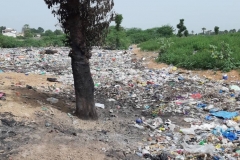 Zu sehen sind hier Schweine, wenn man genauer hinschaut. Sie suchen in unserem Müll nach Essensresten.