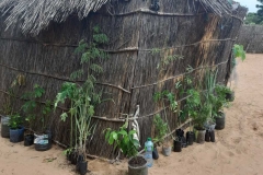 Das sind unsere aus dem parc nationale in Dakar, mitgebrachten Pflanzen. Es handelt sich hier um Mango, Papaya, Zitronengras, Hibiskus und einheimische Bäume, die den Boden düngen.