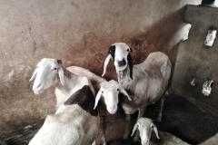 Auch die lieben Haustiere, die Ziegen, begrüßen uns.