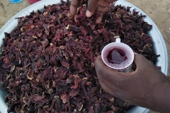 Uns wird der getrocknete Hibiskus gezeigt. Wir können ihn uns nun genauer anschauen und kosten.