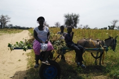 Die Mutter kommt mit ihren Söhnen vom Feld und bringt Erdnüsse mit.