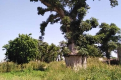Der wunderschöne, große Baobab-Baum. Ein Hingucker!