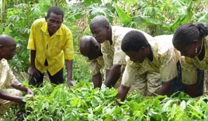 Bäume als natürlicher Dünger