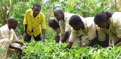 Bäume als natürlicher Dünger